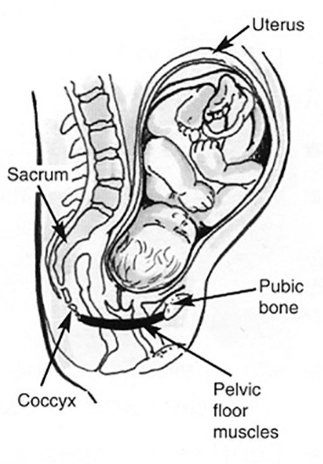 Cross-section diagram of a mature baby in the womb to show where the pelvic floor muscles are located